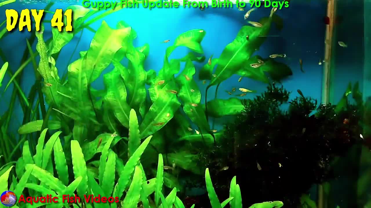 Guppy Fish Update From Birth to 90 Days