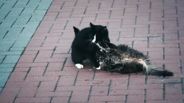 Do you like cats, so watch this video !!