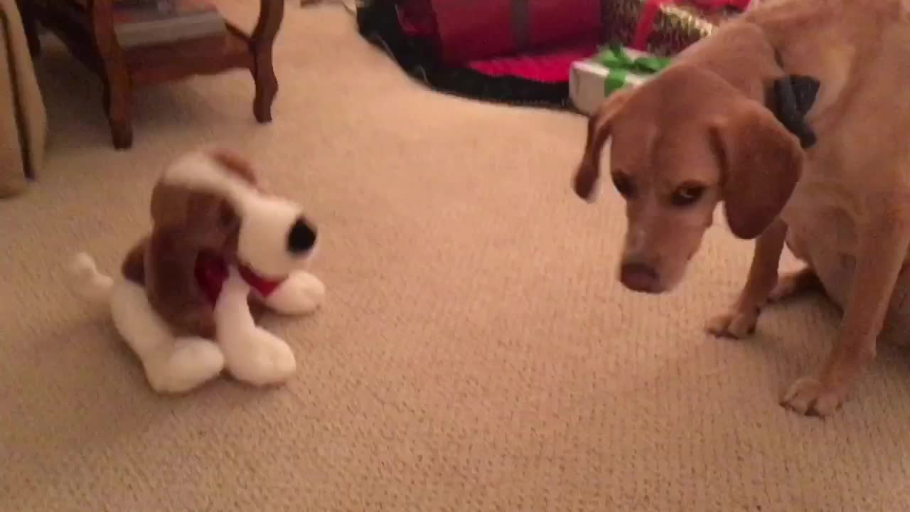 Dog terrified of 'Jingle Bells' theme from singing toy dog