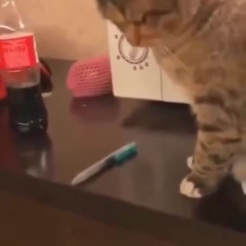 hahaha cute cats 🥰🥰🥰