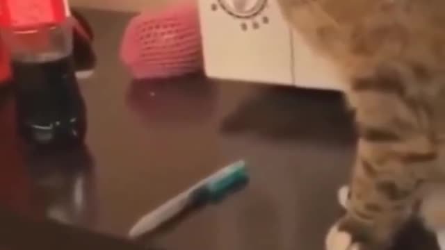 hahaha cute cats 🥰🥰🥰