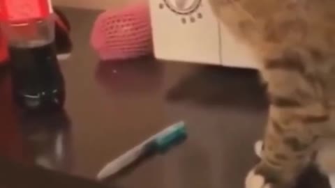 hahaha cute cats 🥰🥰🥰