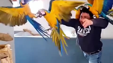 A man adopted a flock of parrots