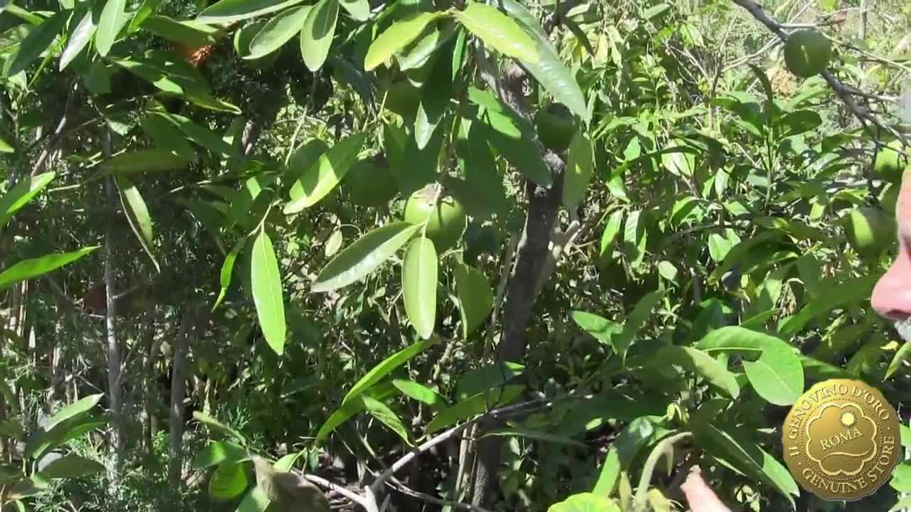 Tour dei Vivai Torre a Milazzo- La pianta della cioccolata spalmabile !!!! Trentaseiesima parte