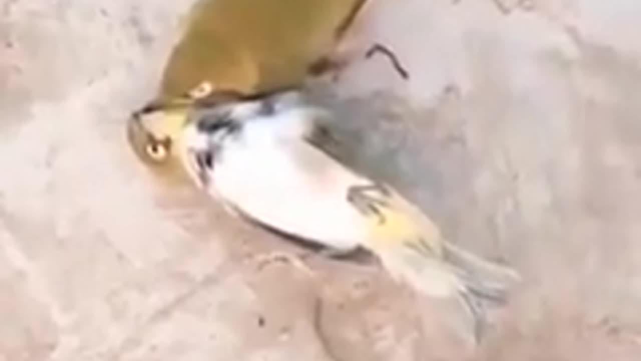 Birds love