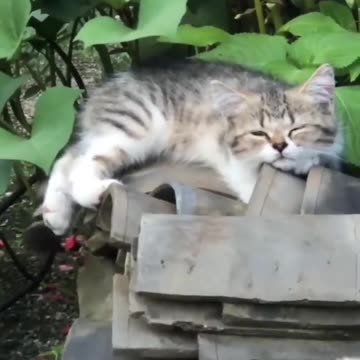 Best Cute Cats😹Funny Fail ops Moments Viral Clips #shorts Video😂|| #trending #animals #funny #reels