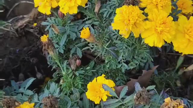 The flowers are very beautiful
