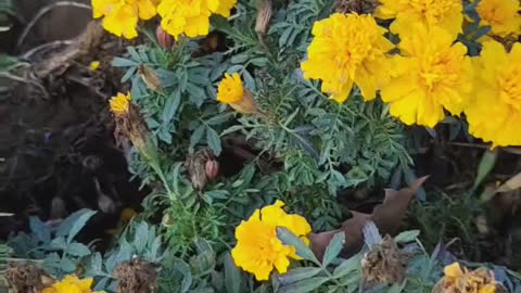 The flowers are very beautiful