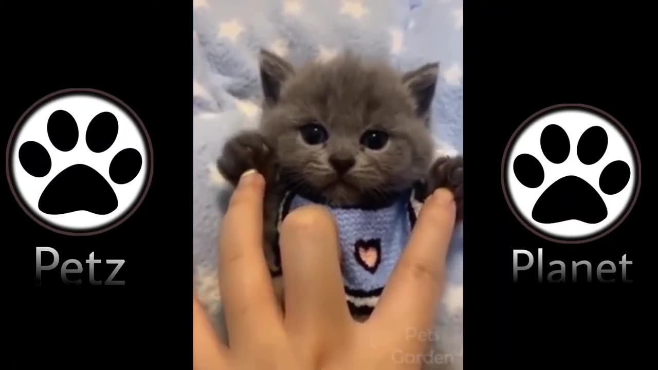 Funny animal videos 🤣🤣🤣🤣🤣