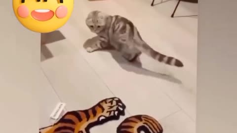 Funny Animals Shorts