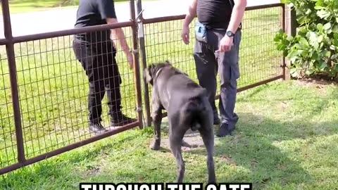 THE PROPER WAY TO GREET A GUARD DOG