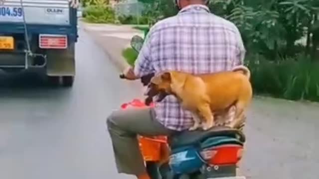 FUNNY DOGS ||||||||||||||||||||