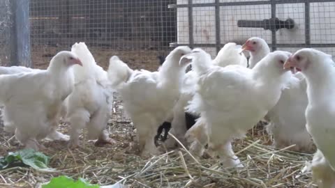 Red silkie chickens (3)