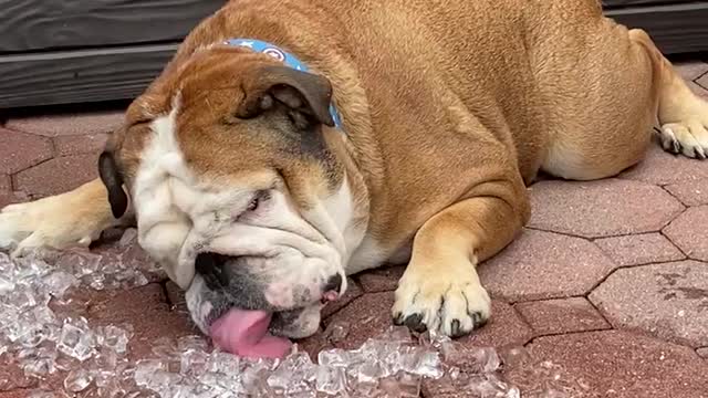 bulldog cooling off in ice