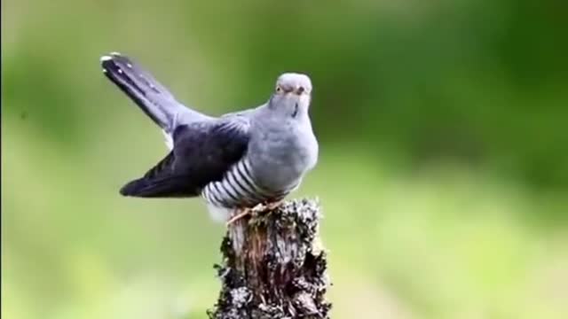 Cuckoo song