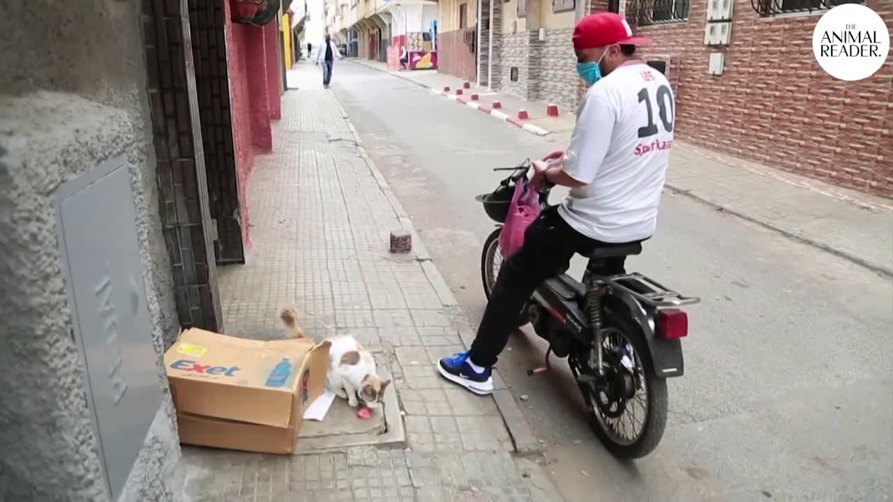 Man feeds stray cats during coronavirus lockdown in Morocco Animal News