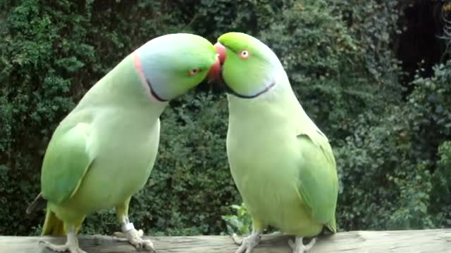 Birds talking together&kkissing