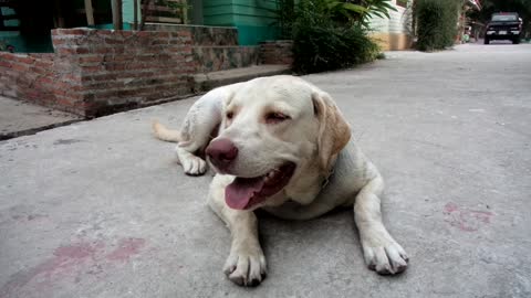 Dog Laying Down