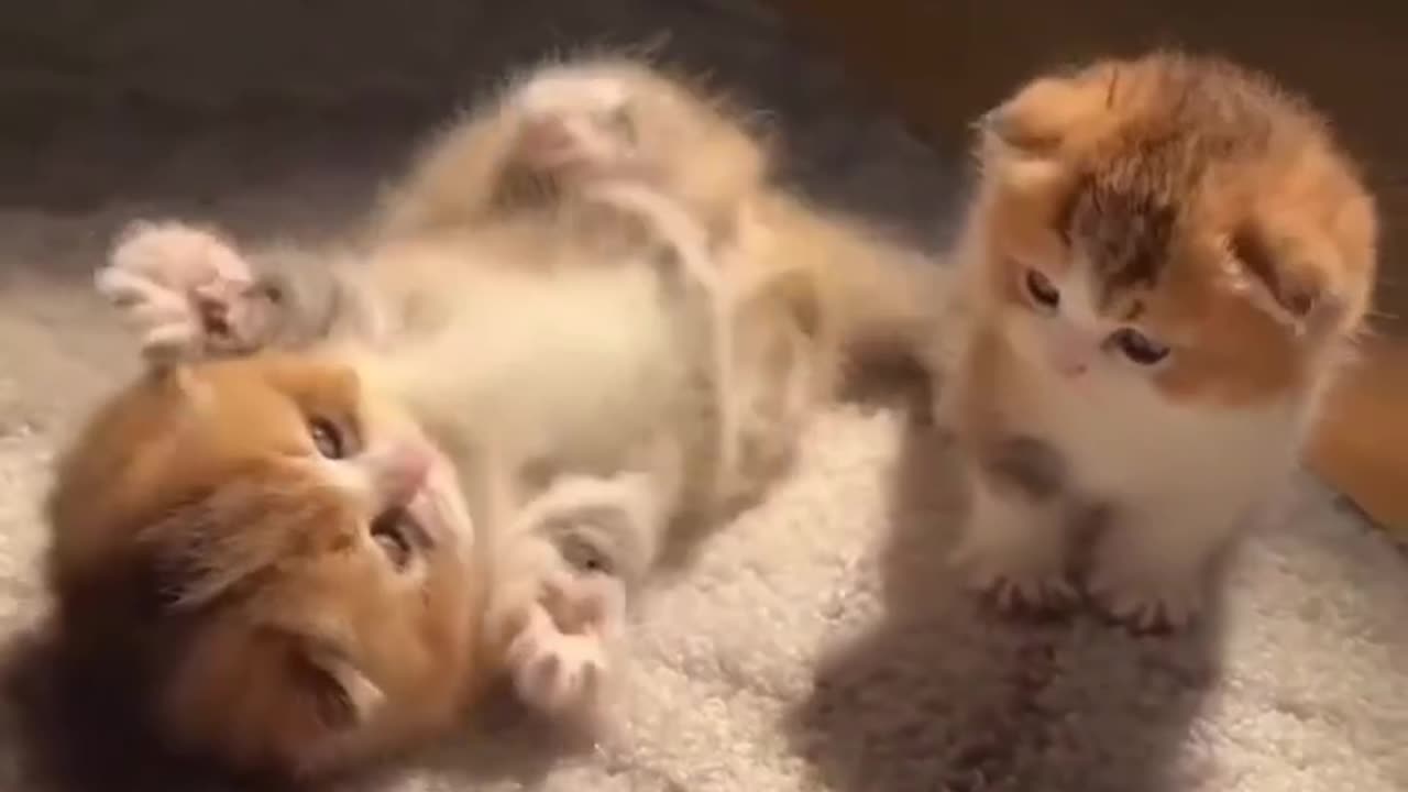 Cute cats baby