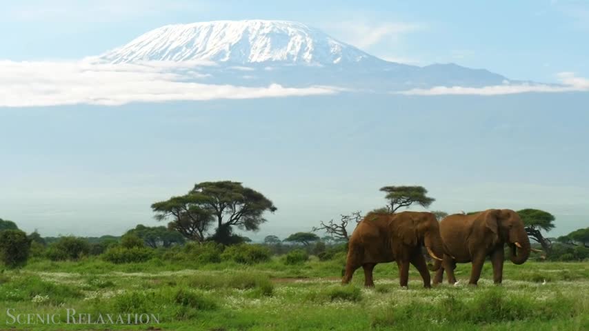 #Wildanimals#Bigfive#Africa#Animals