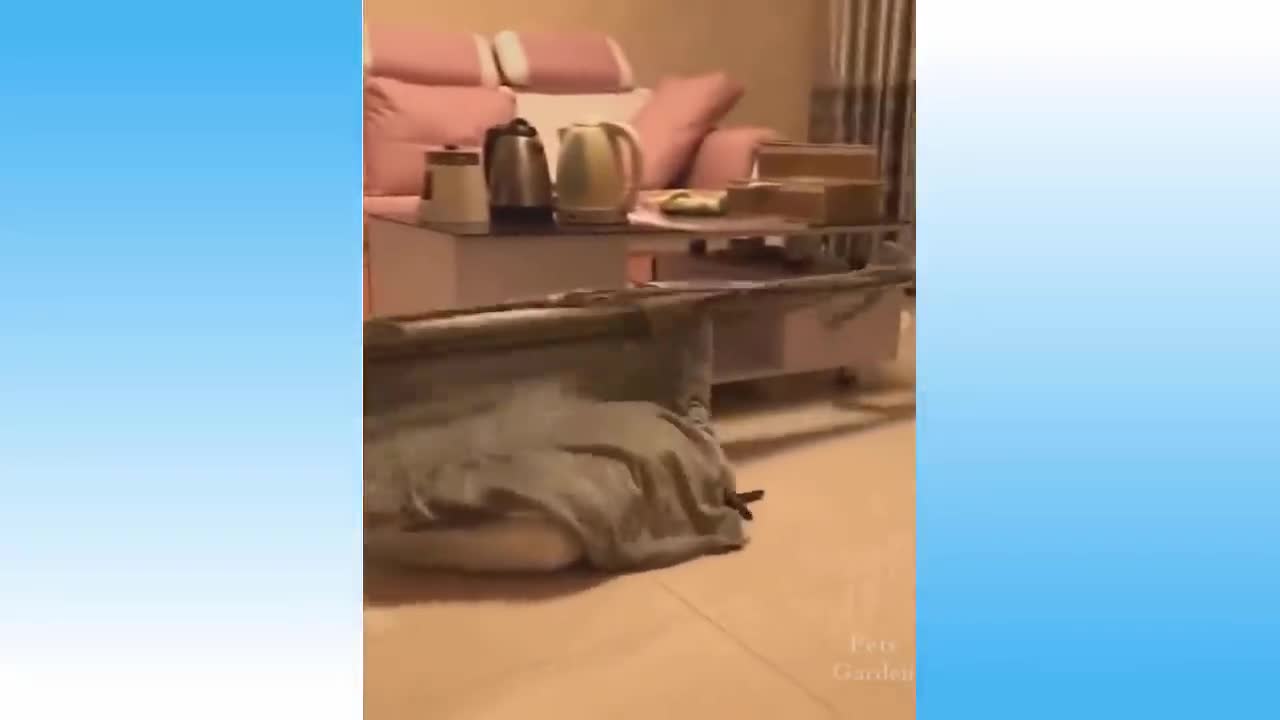 Hilarious Cat Videos - Try Not to Laugh at These!