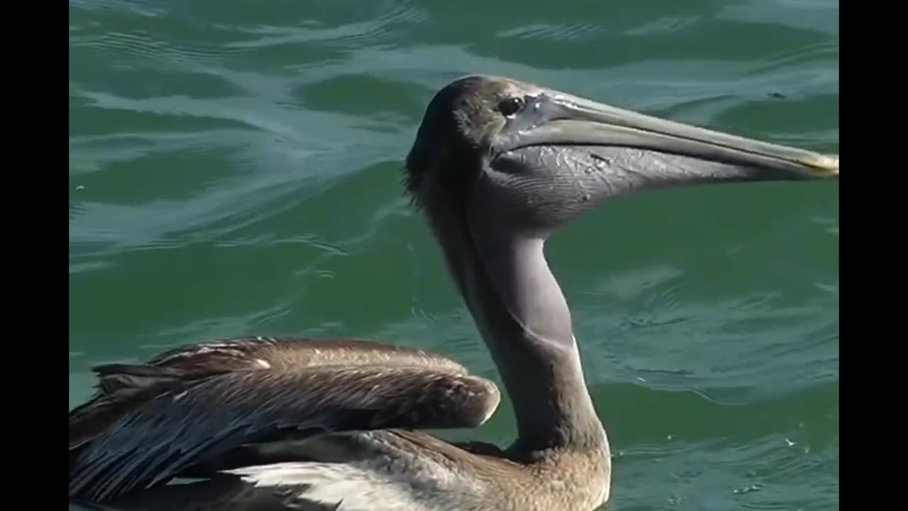 Those crazy Pelicans