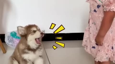 Animal's funny video