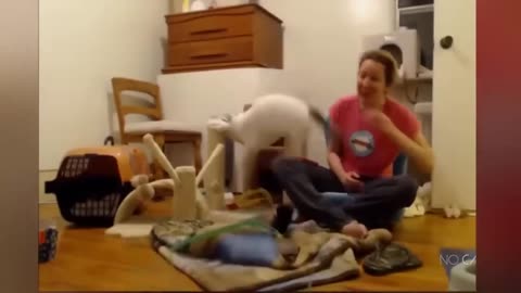 Funny Animals videos 2023 😂😂 Funniest Cats and Dogs