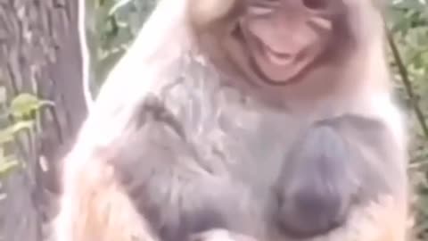 Funny Animals##