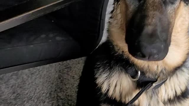 Kai had a bath and trying to TELL me what she wants #2