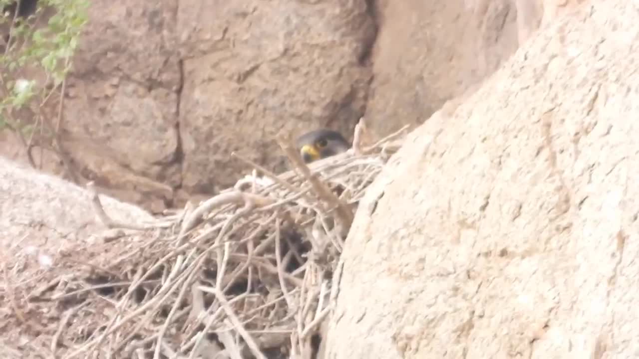 Young falcon ready to go out foraging