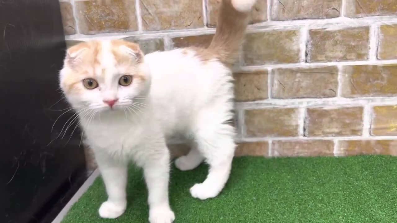 little ear cat