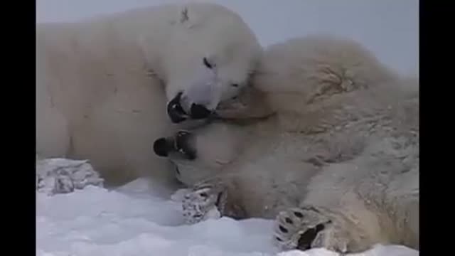 Couple white bears playing Royalty .mp4