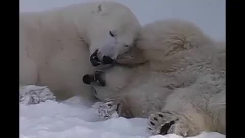 Couple white bears playing Royalty .mp4