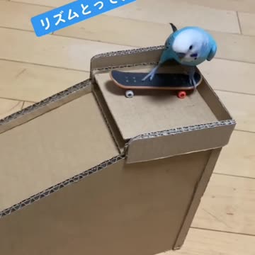Parrot on a skateboard