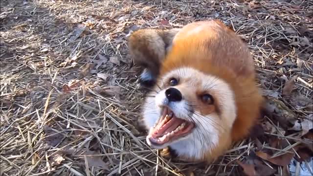 Adorable Baby Fox Pups Playing - CUTEST Compilation