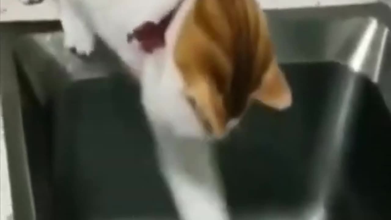 KITCHEN CAT