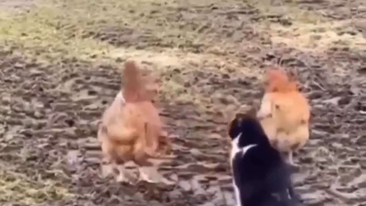 The chickens drove the cat away #shorts #shortsvideo #video #viral