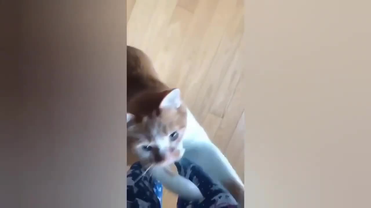 HOUR FUNNY CATS COMPILATION 2022😂_ Funny and Cute Cat Videos😸 ! - 067