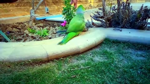 Funny parrot talking