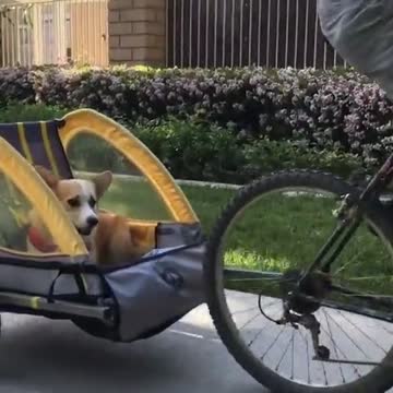 Corgi se sienta y disfruta de un adorable paseo en bicicleta