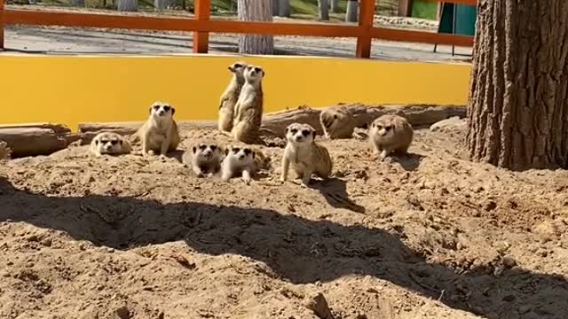 The curious meerkats