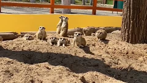 The curious meerkats