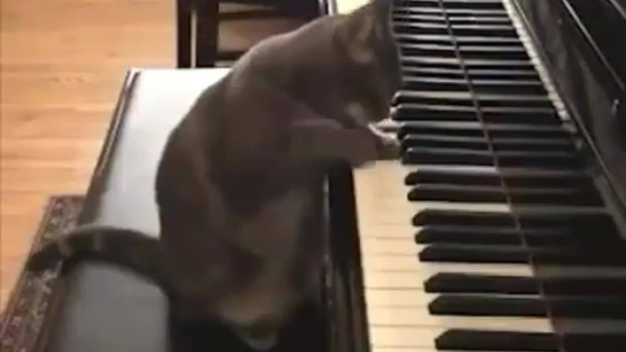 Music cat