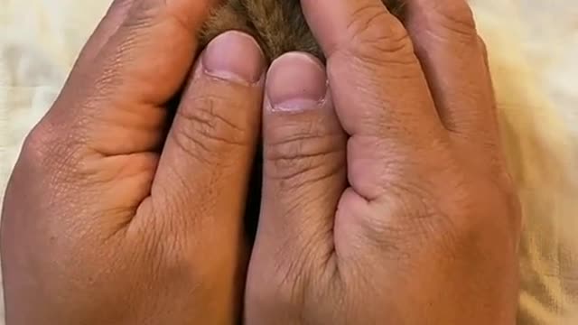 Let's play a game with kitty