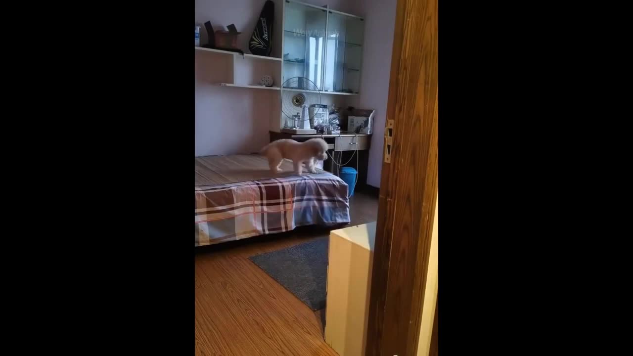 Cute funny animals 😀🤣