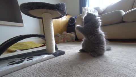 Adorable British Longhair kitten grows up to become huge cat