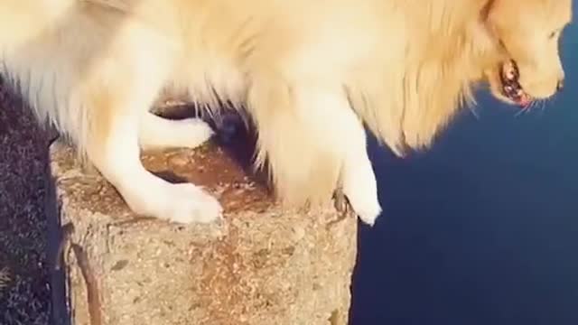 funny dog