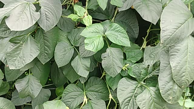 Long Beans in our Backyard ( Over 8 ft high )