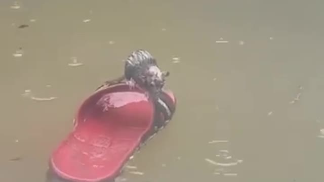 Poor little mouse🛶🛶🐀🐀🐀